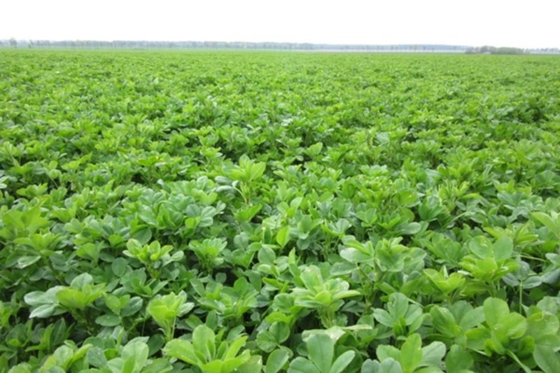 lucerne kosimy wyzej niz trawy.jpg